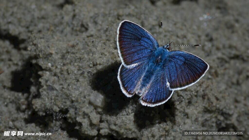 蓝色蝴蝶停于粗糙表面