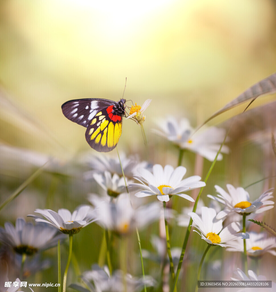 花丛中飞舞的彩色蝴蝶