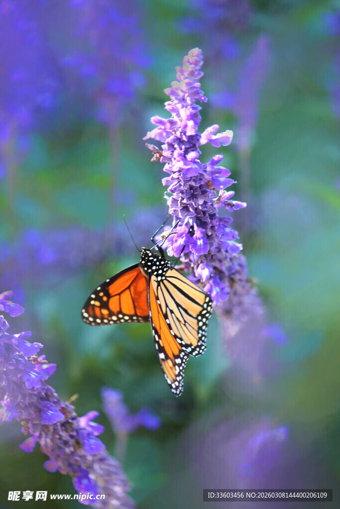 蝴蝶停驻在紫色花朵上