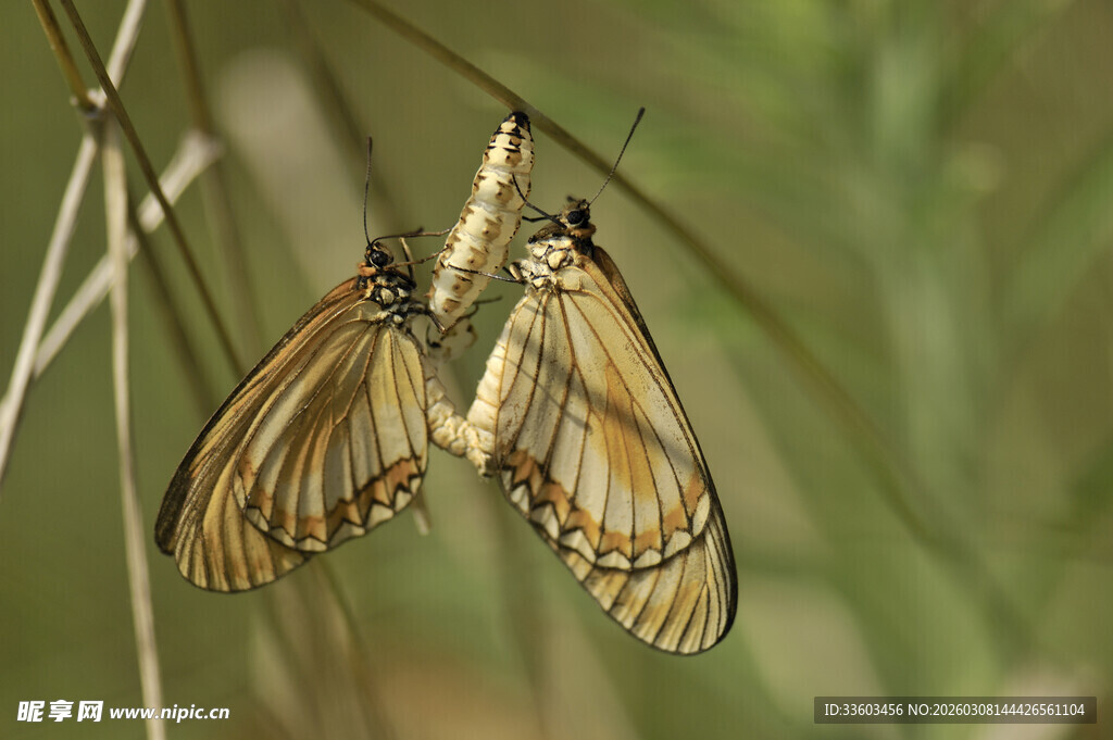 双蝶缠绕于草间