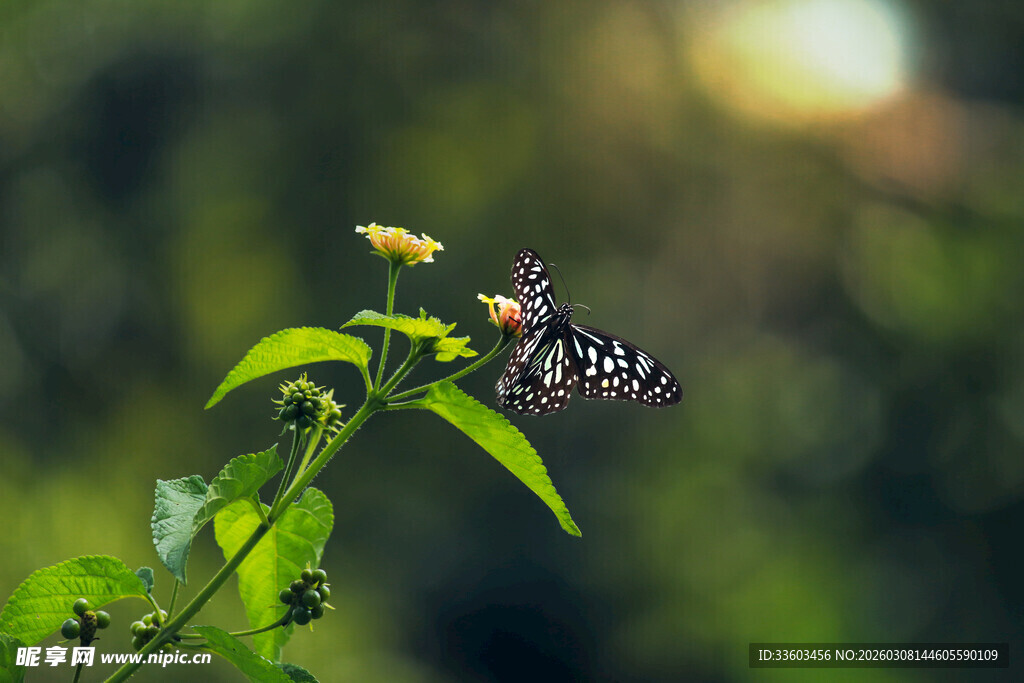 蝴蝶停驻绿枝赏小花