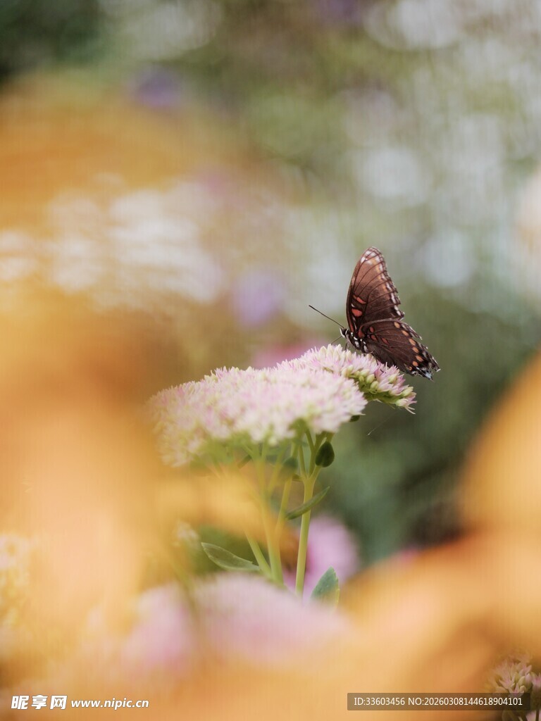 蝴蝶停驻在繁花之上