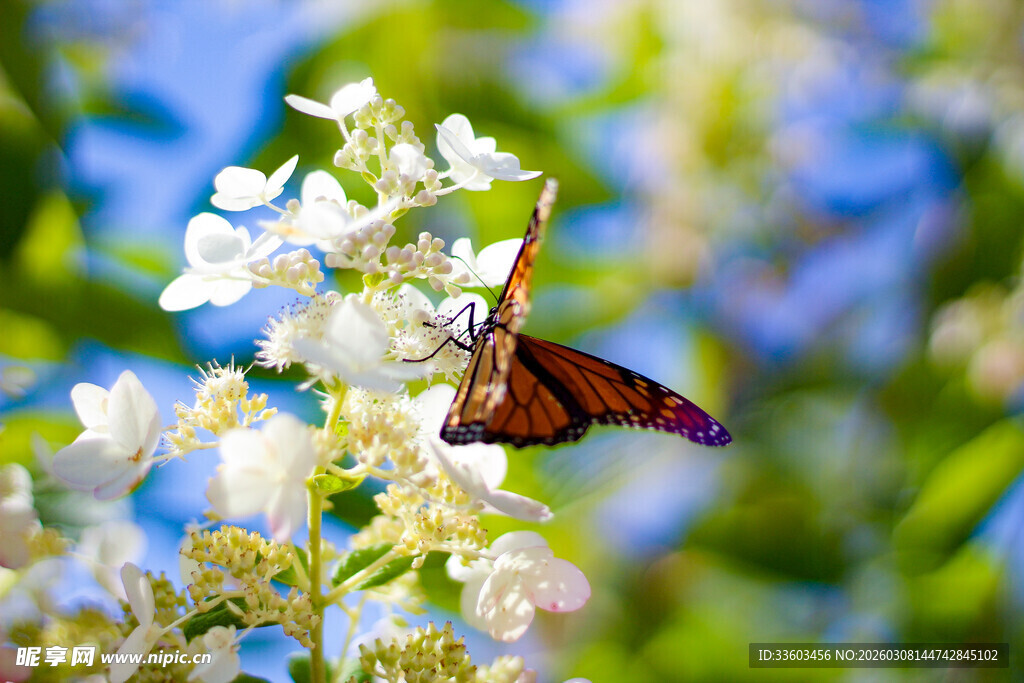 蝴蝶停驻在洁白花朵上