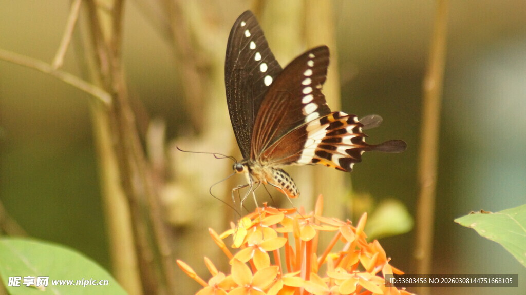 蝴蝶停驻于橙花之上
