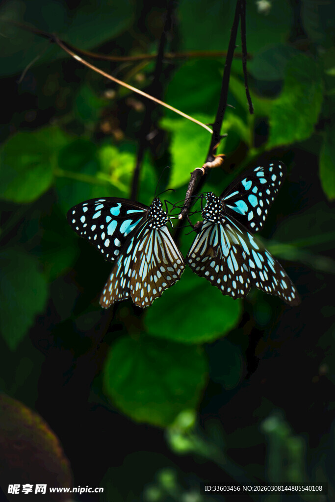 双蝶于绿叶间优雅共舞