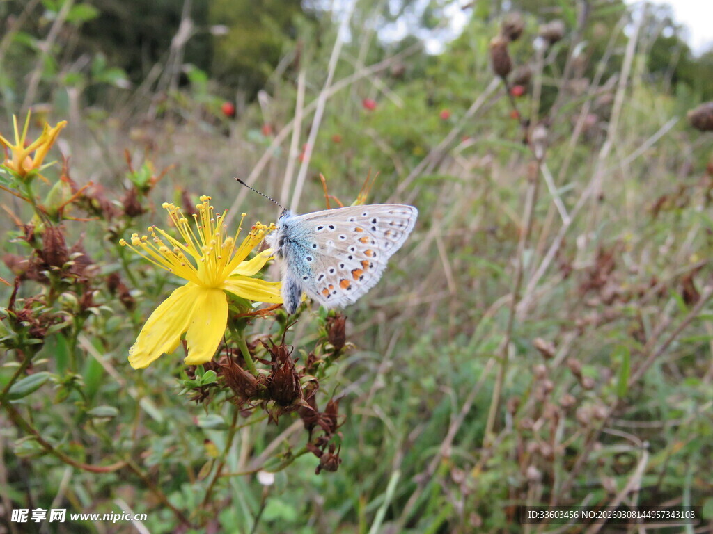 蓝蝶停驻黄色小花上