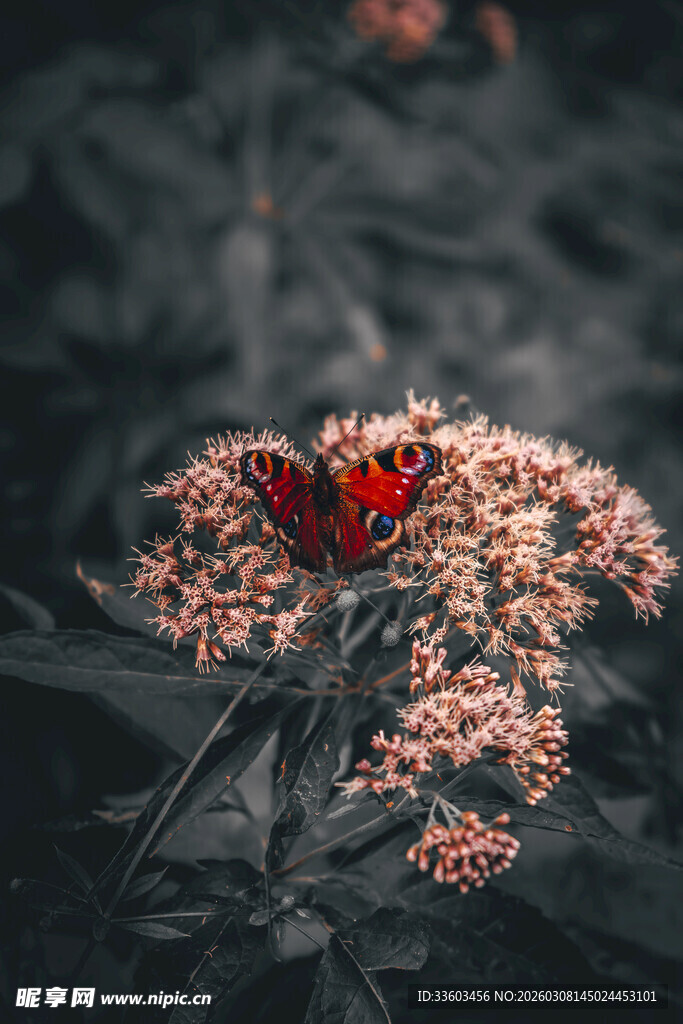 红瓢虫栖于粉色花卉上