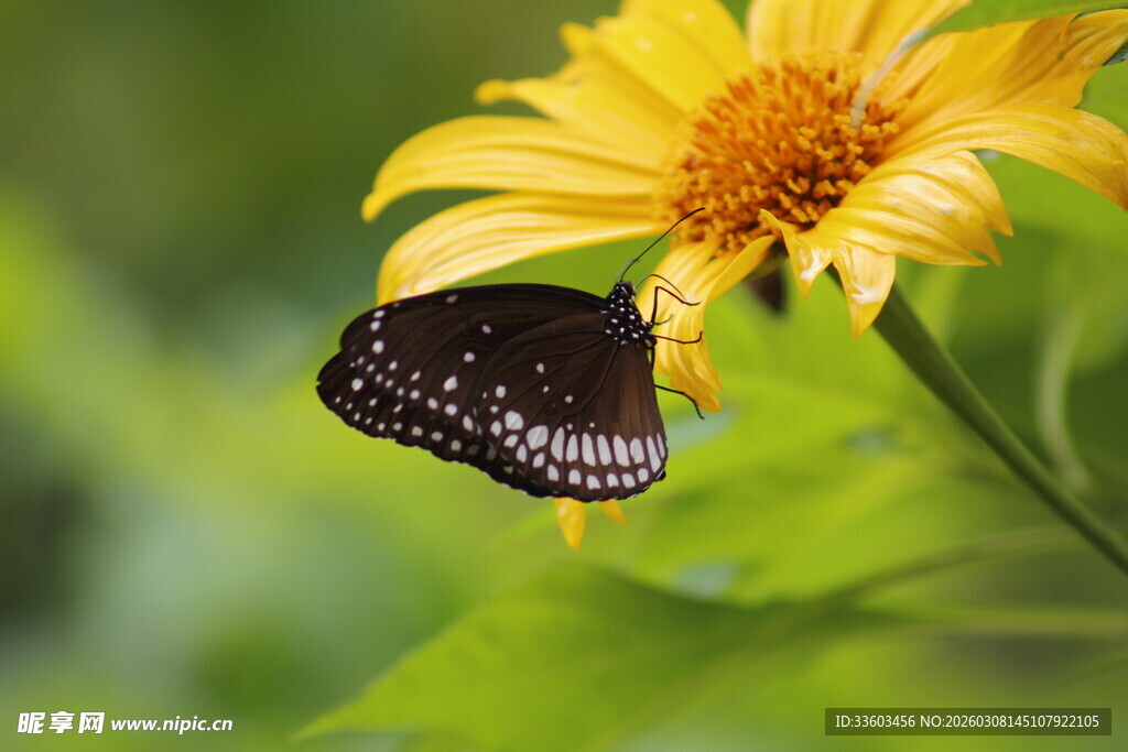 黑蝶停驻于黄色花朵上