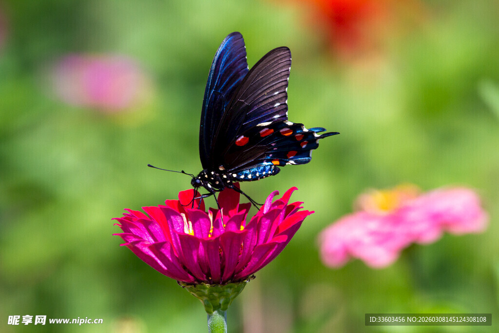 蓝蝶停驻于艳红花朵上