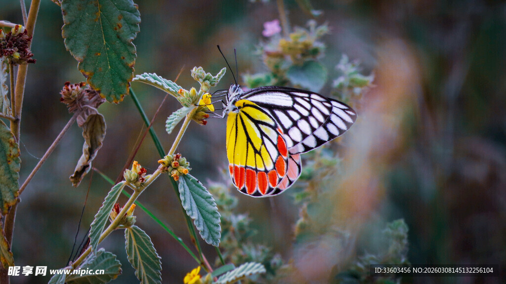 彩蝶停驻绿叶间