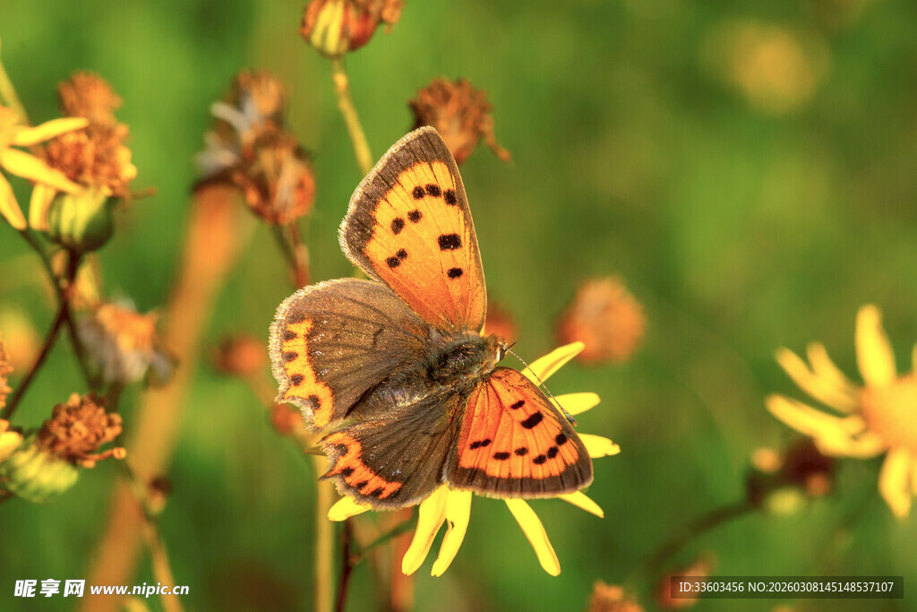 花丛中停歇的美丽蝴蝶
