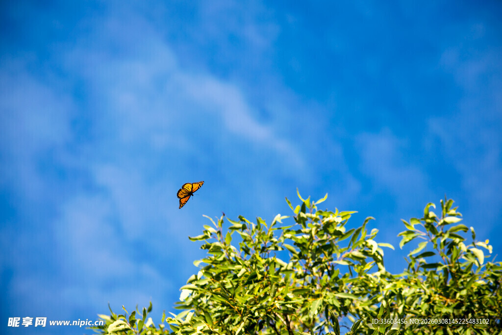 蓝天绿树间的飞鸟