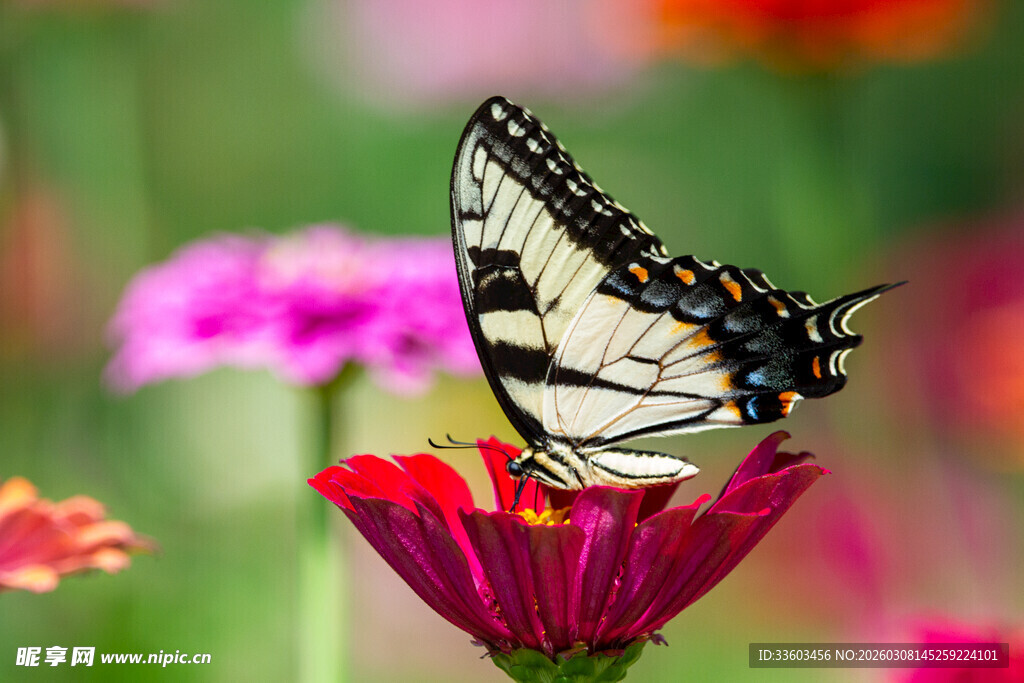 蝴蝶停驻娇艳花朵之上