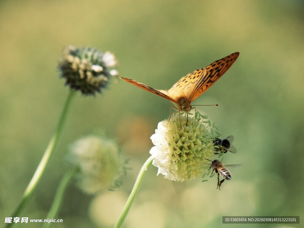 蝴蝶停驻于绒球小花上