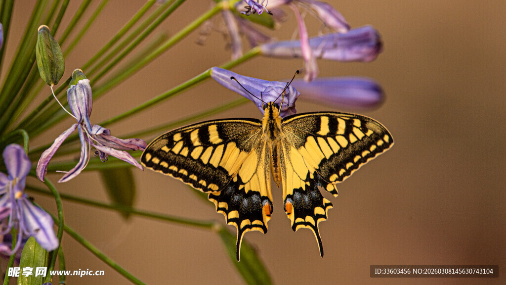 黄黑蝴蝶停于紫色花朵上