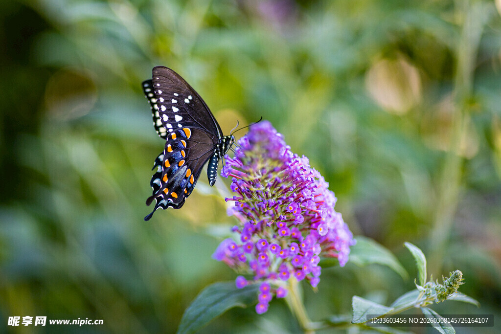 蝴蝶停驻紫色花朵
