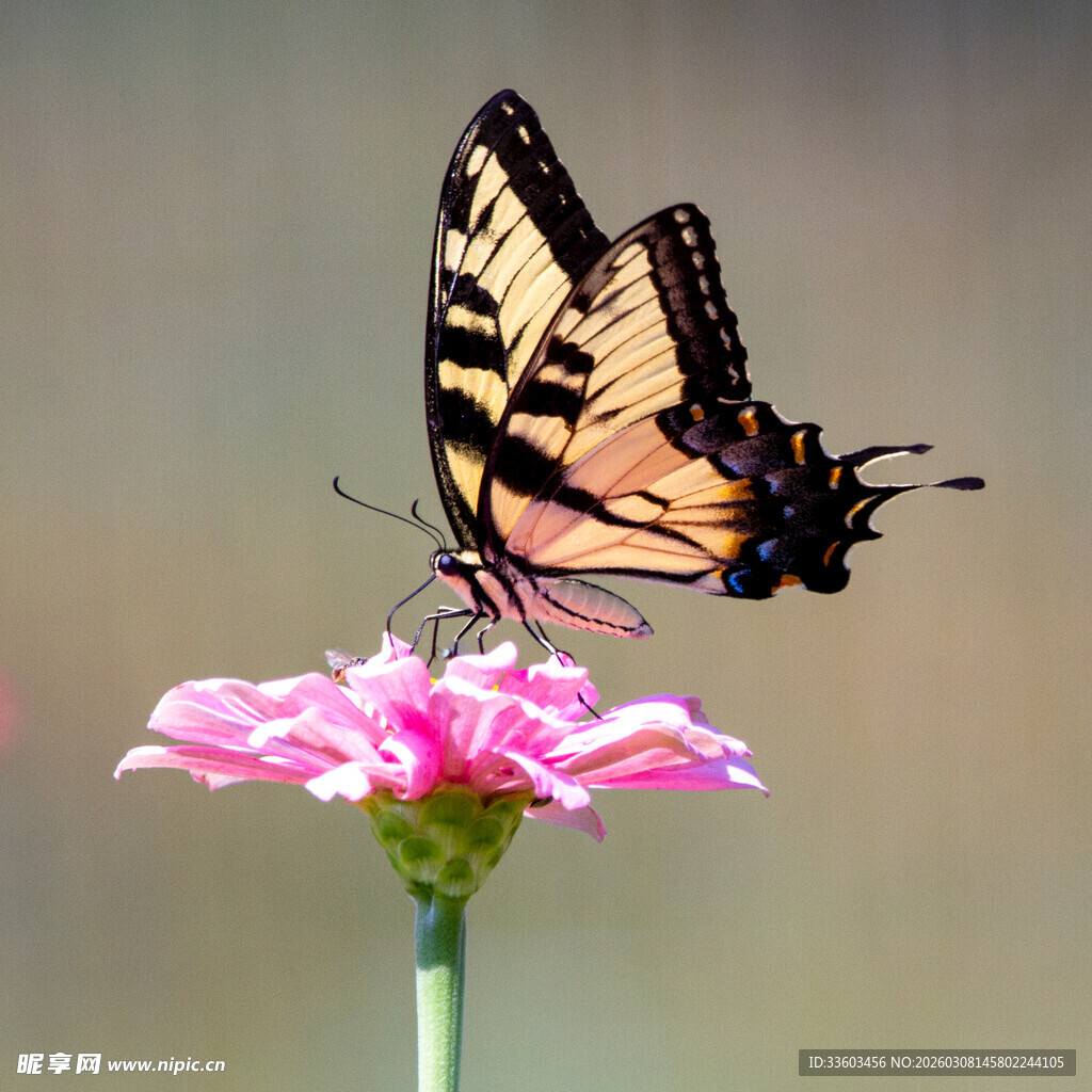 彩蝶停驻于娇艳粉花