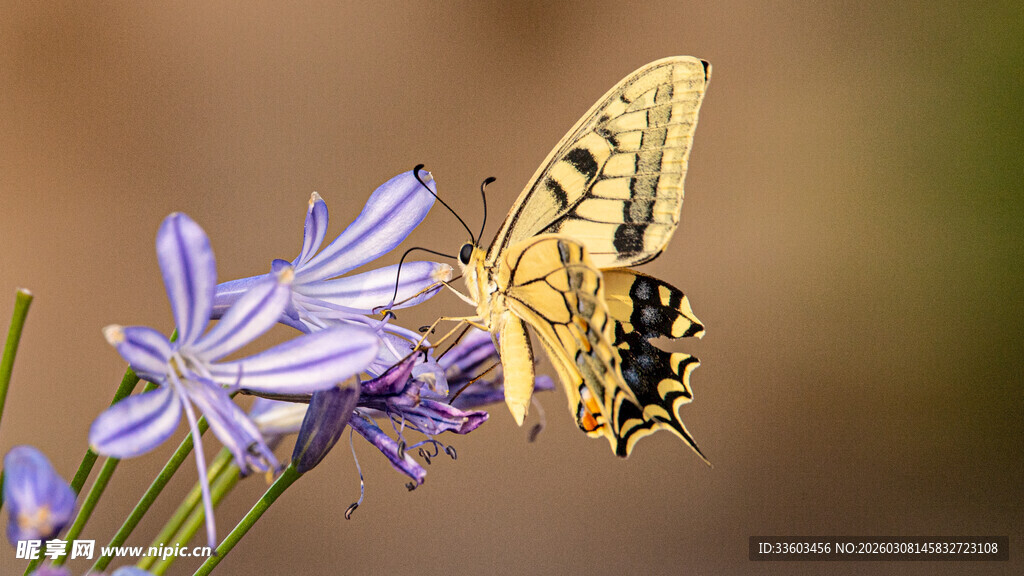 黄蝴蝶停驻紫色花朵上