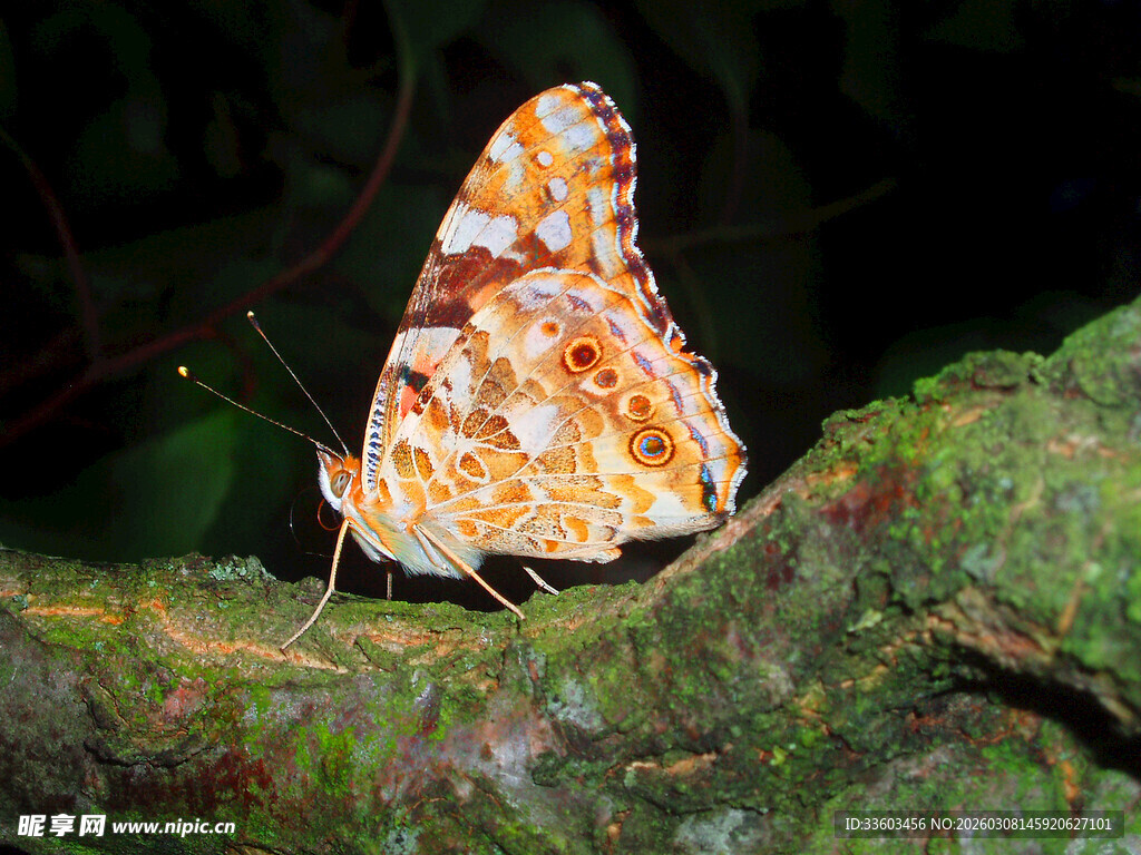 栖息于绿叶上的斑斓蝴蝶