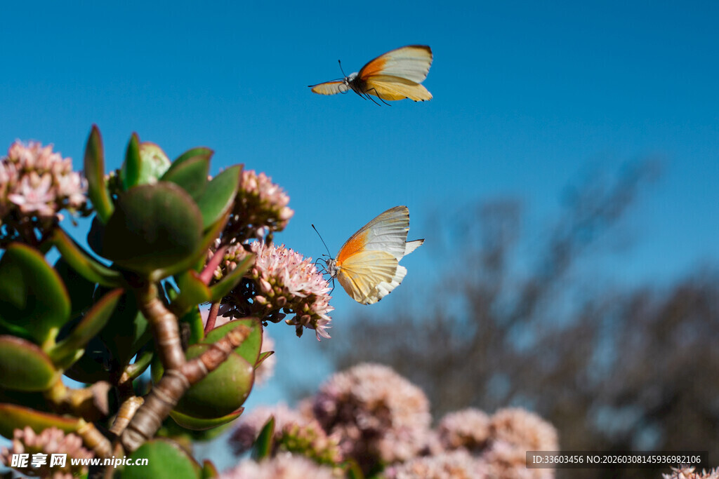 蝴蝶飞舞在多肉花丛间