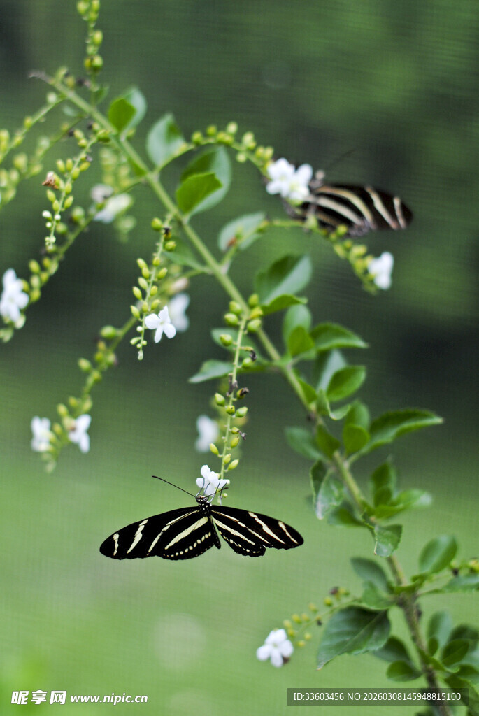 黑白蝴蝶停于白花绿枝间