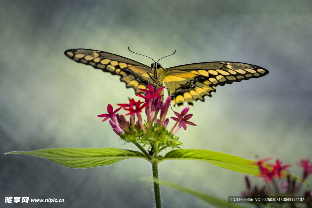 蝴蝶停驻于娇艳花朵上