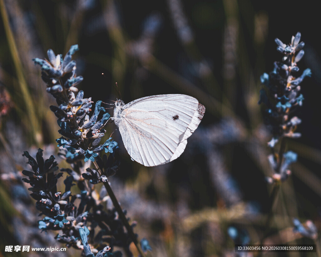 白蝶停驻于紫色花枝间