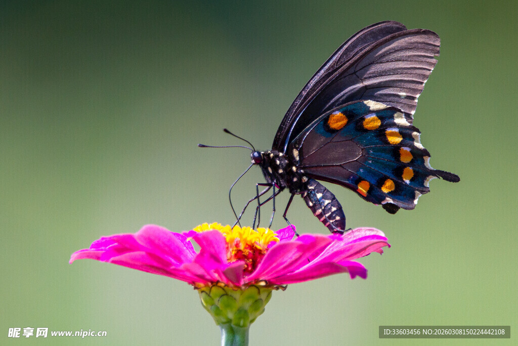 黑蝶停驻粉花上
