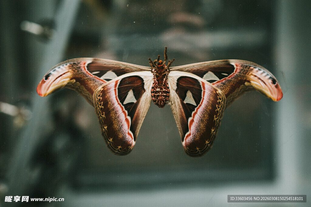 巨大皇蛾特写