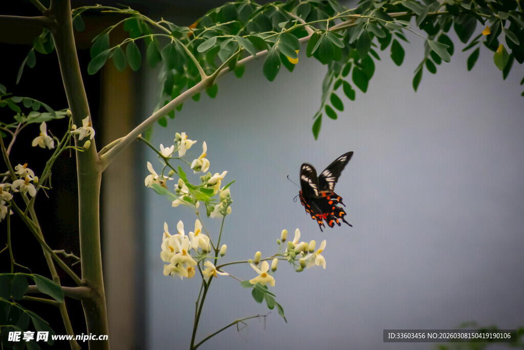 蝴蝶停驻于绽放的花朵上