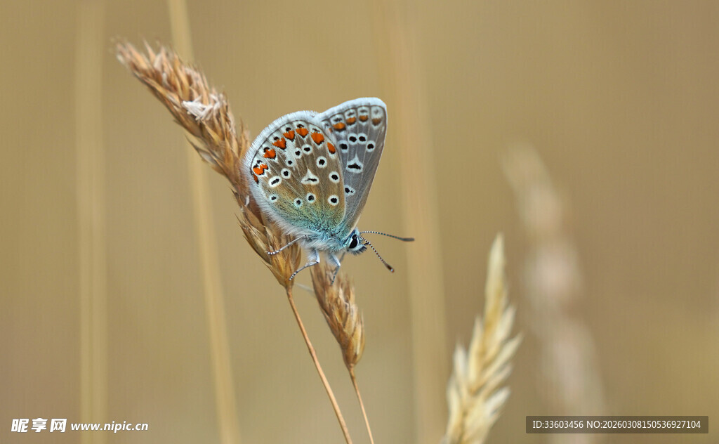 栖息于麦穗上的蓝色蝴蝶