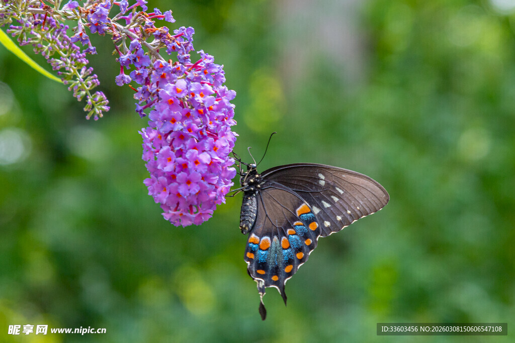 蝴蝶停驻紫色花卉上