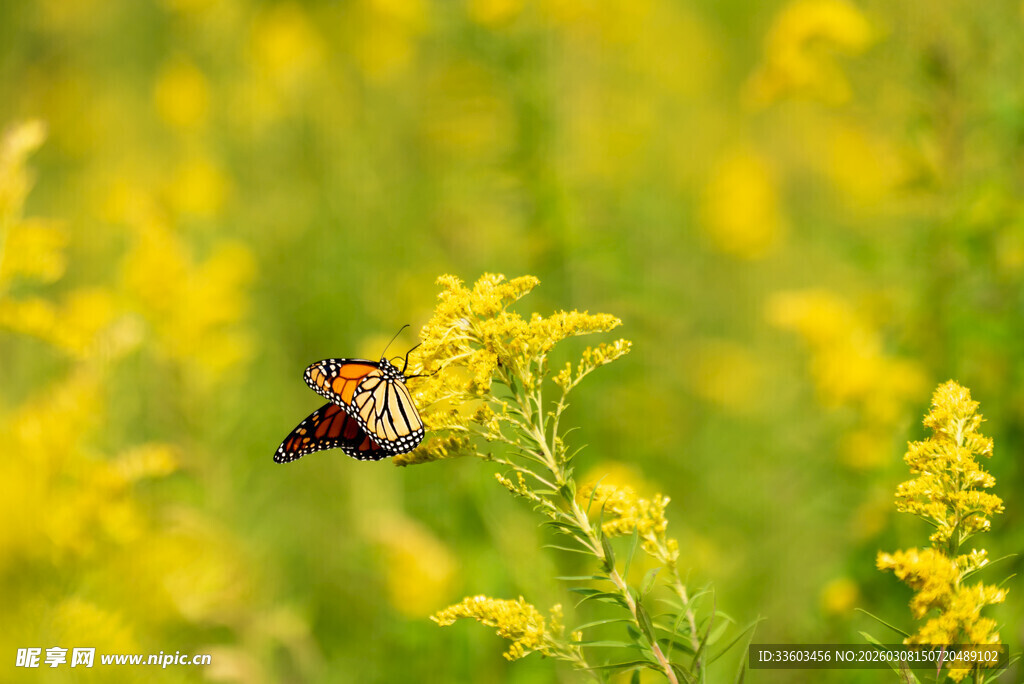 花丛中飞舞的斑斓蝴蝶