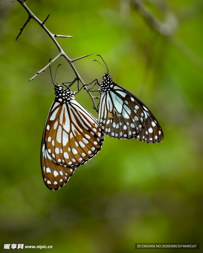 双蝶栖于细枝上