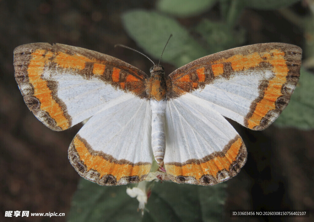 橙白相间蝴蝶停于绿叶间