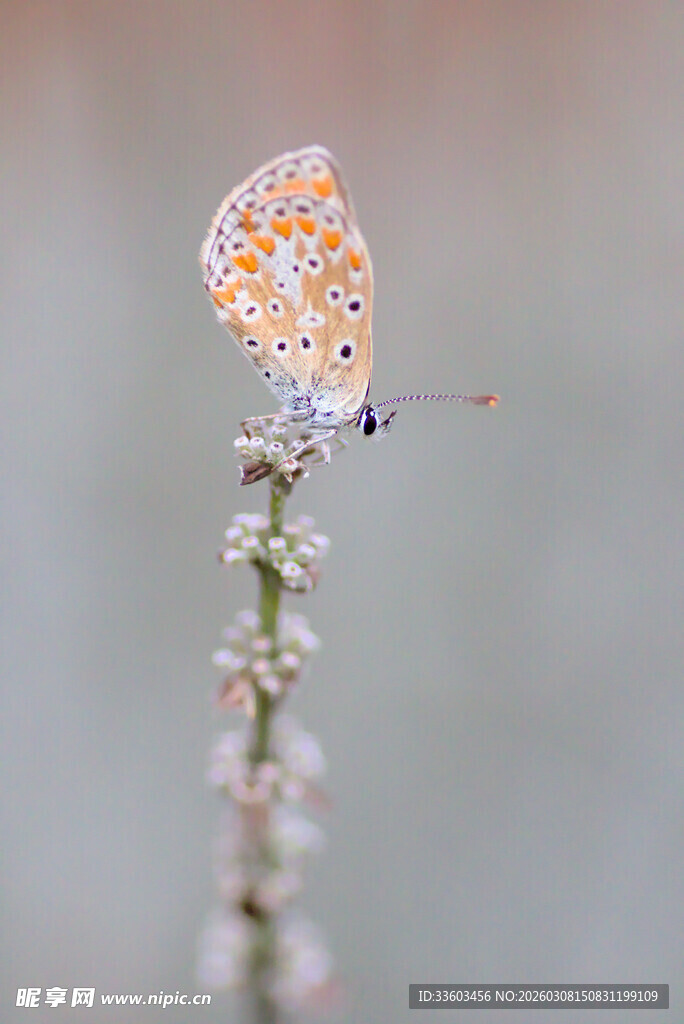 停在花枝上的美丽小蝴蝶