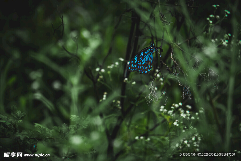 绿叶间的蓝色蝴蝶
