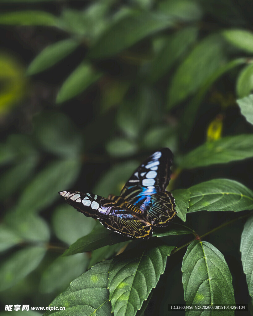 蓝蝶栖于绿叶间