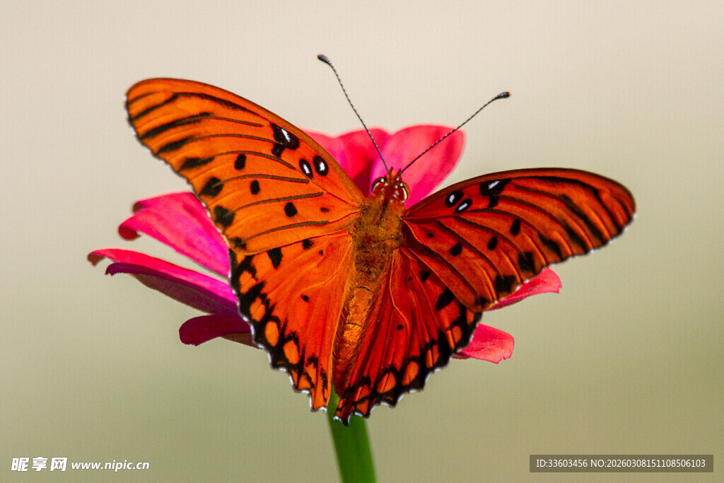 橙蝶停驻粉花上