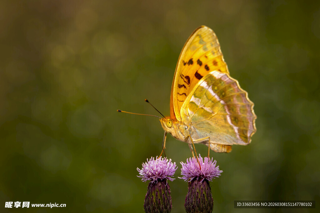 黄蝶停驻于紫花之上