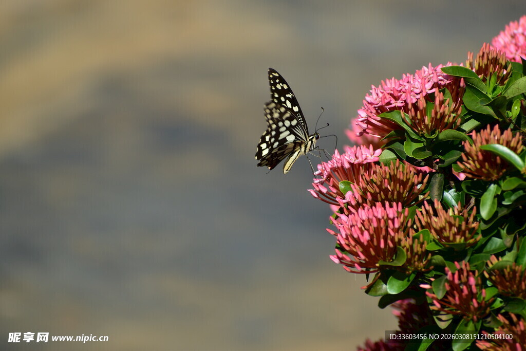 蝴蝶停驻于艳丽花丛间