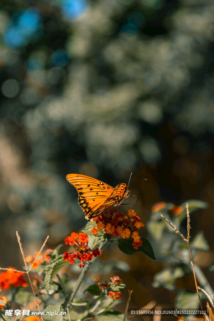 橙蝶栖于艳红花朵间