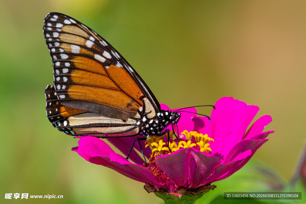蝴蝶停驻粉色花朵