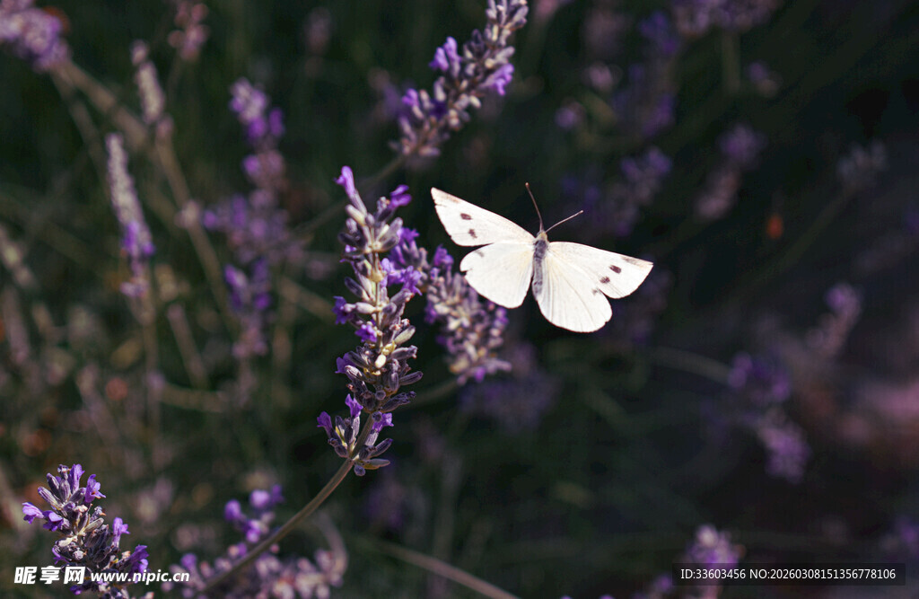 白蝶停驻薰衣草花丛中