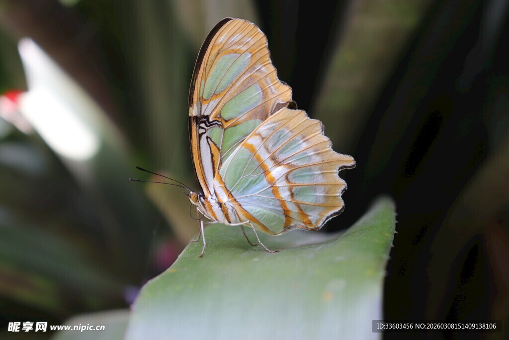 绿叶上的斑斓蝴蝶