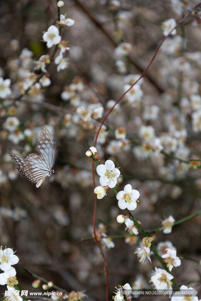 枝头绽放的洁白小花