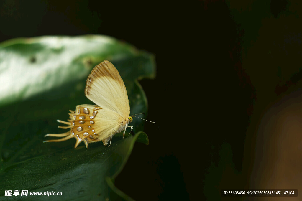 绿叶上的浅黄色蝴蝶