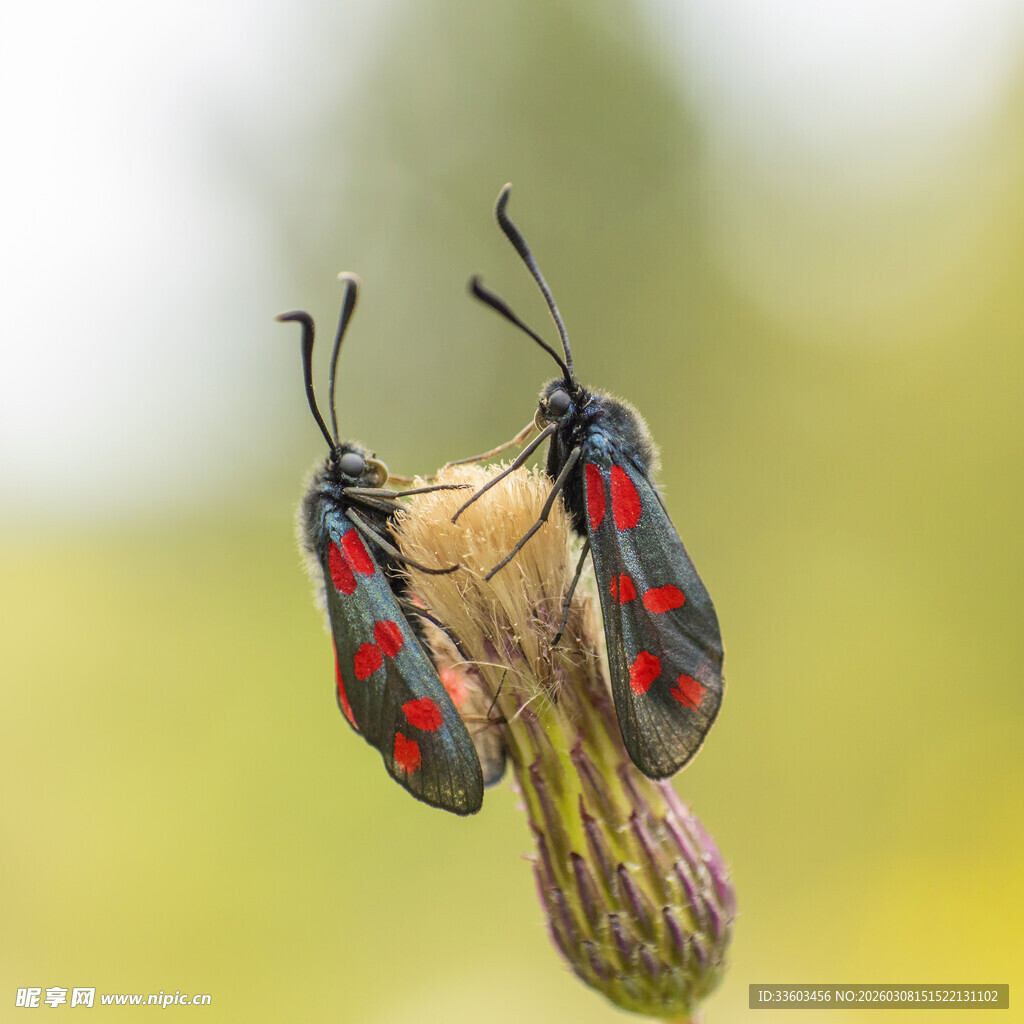 两只红黑斑点昆虫栖于花上