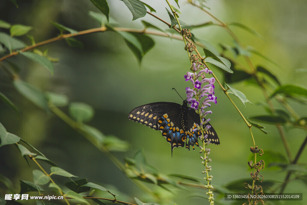 蝴蝶停驻紫色花朵上