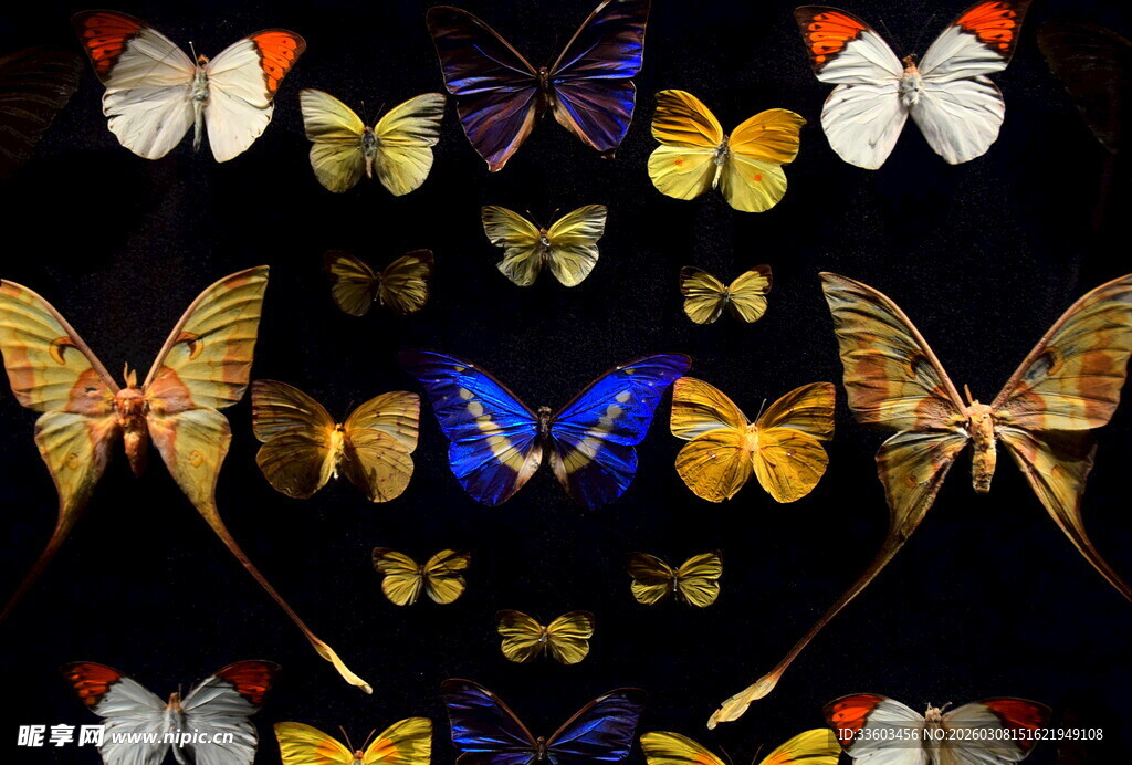 多彩蝴蝶标本艺术展示